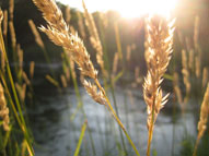 Grain In Basket